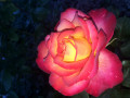 upload_img1