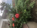 upload_img1