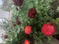 upload_img1