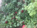 upload_img1
