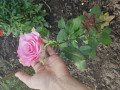upload_img1