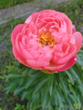 upload_img1