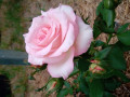 upload_img1