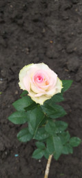 upload_img1