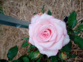 upload_img1