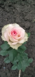 upload_img1