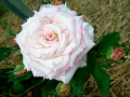 upload_img1
