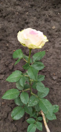 upload_img1