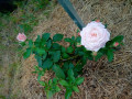 upload_img1