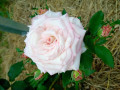 upload_img1