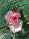 upload_img1