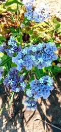 upload_img1