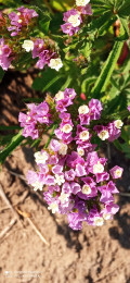 upload_img1