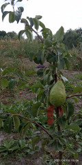 upload_img1