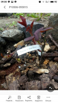 upload_img1