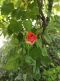upload_img1