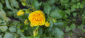upload_img1