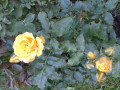 upload_img1