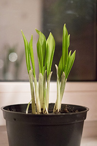 Время посева