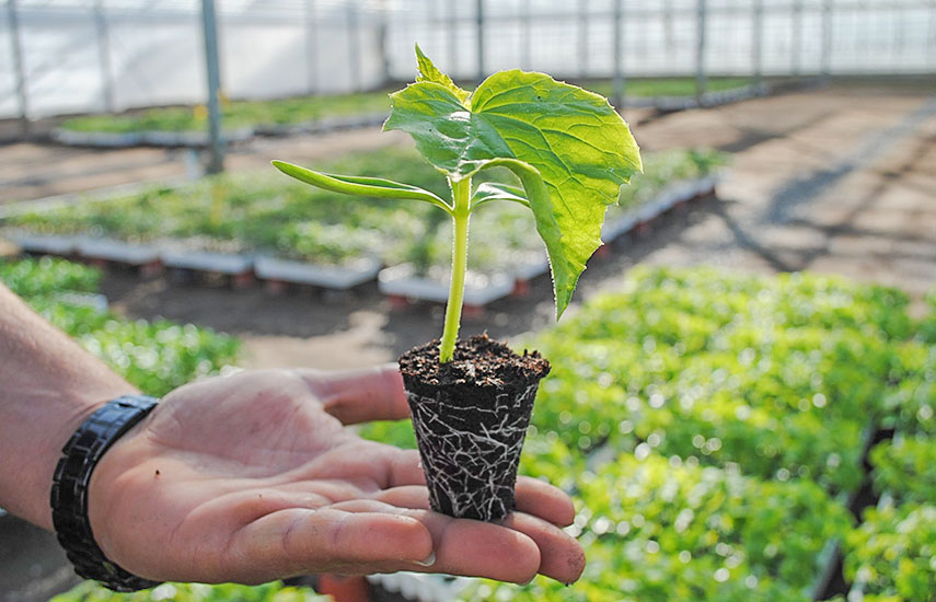 Когда сажать семена на рассаду