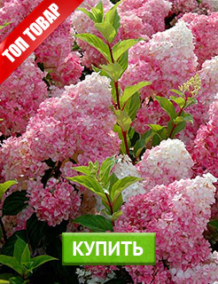 Новые семена и саженцы - редкие селекционные сорта