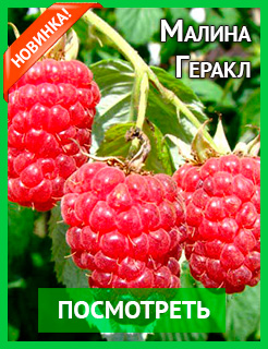 Новые семена и саженцы - редкие селекционные сорта