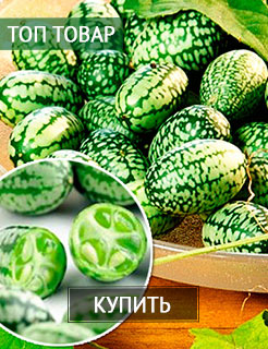 Новые семена и саженцы - редкие селекционные сорта