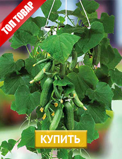 Новые семена и саженцы - редкие селекционные сорта