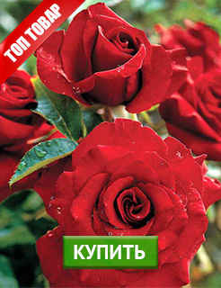 Новые семена и саженцы - редкие селекционные сорта