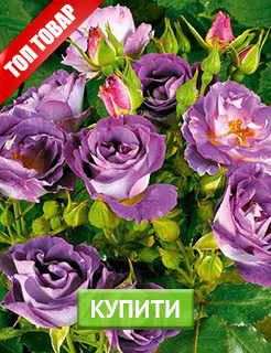 Новые семена и саженцы - редкие селекционные сорта
