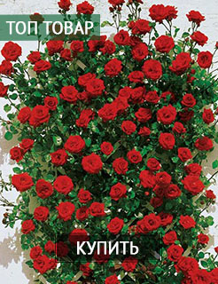 Новые семена и саженцы - редкие селекционные сорта