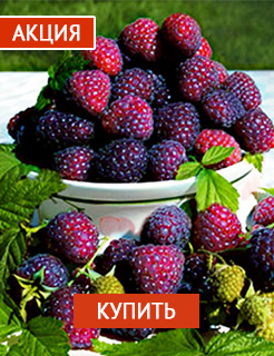Новые семена и саженцы - редкие селекционные сорта