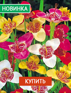 Новые семена и саженцы - редкие селекционные сорта