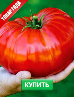 Новые семена и саженцы - редкие селекционные сорта