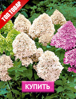 Новые семена и саженцы - редкие селекционные сорта