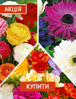 Новые семена и саженцы - редкие селекционные сорта