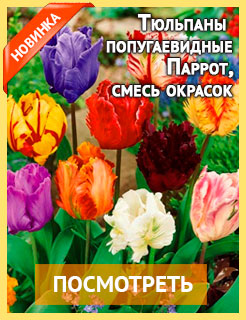Новые семена и саженцы - редкие селекционные сорта