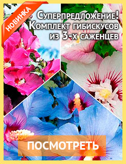 Новые семена и саженцы - редкие селекционные сорта