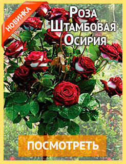 Новые семена и саженцы - редкие селекционные сорта