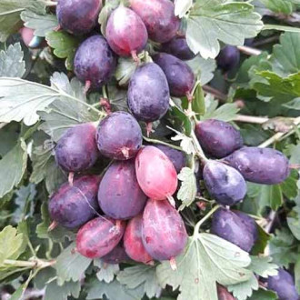 Крыжовник Командор рисунок 8