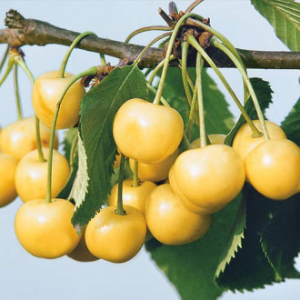 Черешня Рондо зображення 7