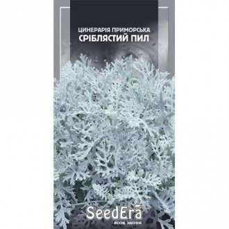 Цинерария Серебрянная пыль Seedera рисунок 3
