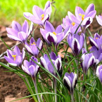Крокус Спрінг Бьюті -My Garden