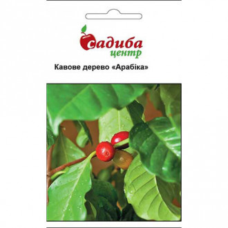 Кавове дерево Арабіка Садиба центр зображення 9