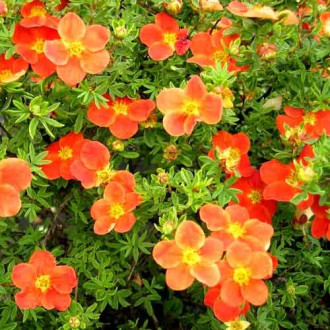 Лапчатка кущова Танжерін -My Garden