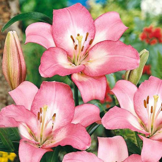 Лілія (ЛА-гібрид) Самур зображення 8