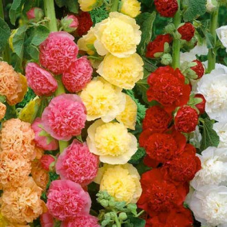 Мальва махровая, смесь окрасок рисунок 8