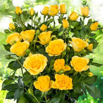Роза спрей Сан Сити рисунок 8
