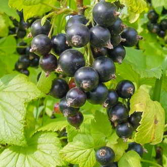Смородина черная Аметист