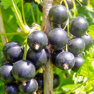 Смородина черная Багира рисунок 6